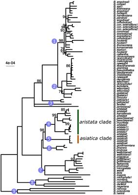 Phylogenomic Approaches to DNA Barcoding of Herbal Medicines: Developing Clade-Specific Diagnostic Characters for Berberis